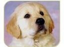 priere  du chien