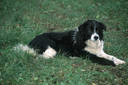 onneur o animaux